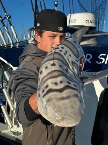 Hands-on shark trips anchored in the bay, targeting leopard, sevengill,