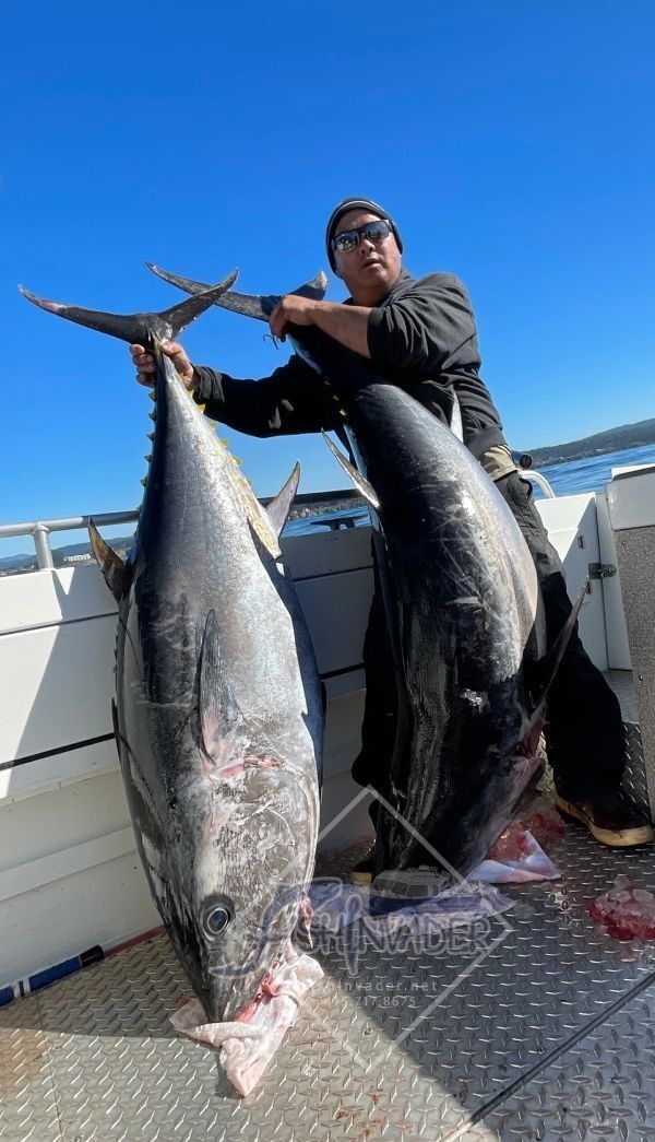 Bluefin and albacore on a serious offshore run. Short weather windows, short not
